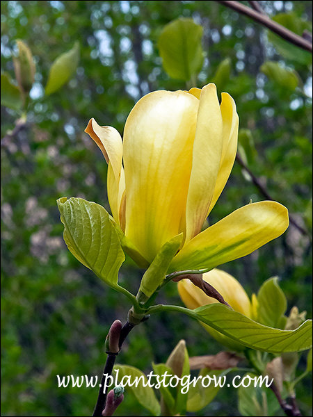A bit deeper yellow color for this unopened flower.
